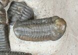 Austerops Trilobite Mortality Plate From Jorf - Individuals! #46314-4